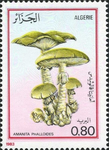 Death cap (Amanita phalloides)