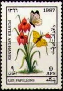 Butterfly (Nepheronia sp., Gonepteryx sp.)