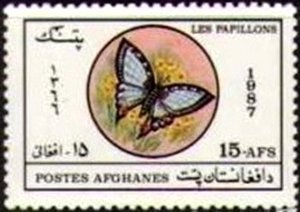 Swallowtail Butterfly (Papilio sp.)
