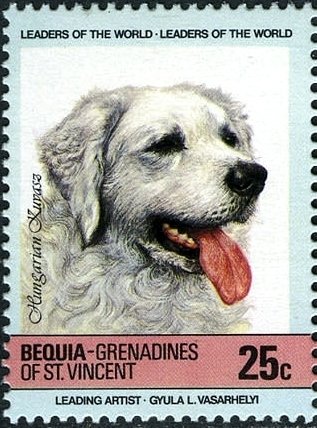 Hungarian Kuvasz (Canis lupus familiaris)