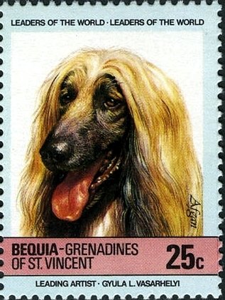 Afghan Hound (Canis lupus familiaris)