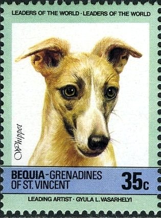 Whippet (Canis lupus familiaris)