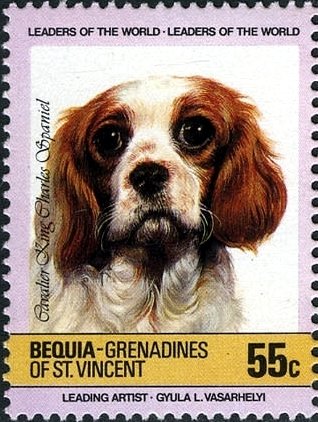 Cavalier-King-Charles-Spaniel (Canis lupus familiaris)