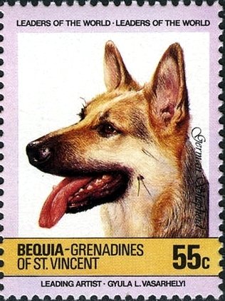 German Shepherd (Canis lupus familiaris)