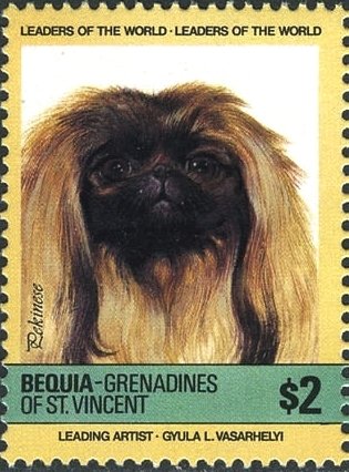 Pekinese (Canis lupus familiaris)
