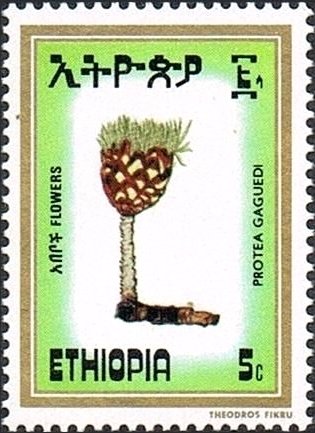 Protea gaguedi