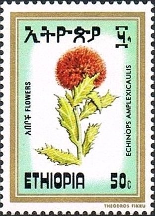 Echinops amplexicaulis