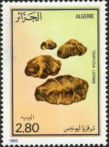 Stamp, Desert truffle (Terfezia leonis), Algeria,  , Mushrooms