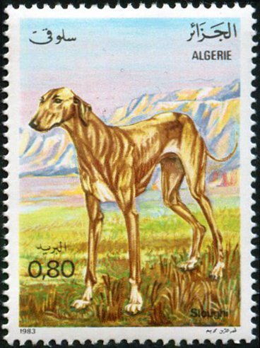 Sloughi, Arabian Greyhound (Canis lupus familiaris)