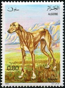 Stamp, Sloughi, Arabian Greyhound (Canis lupus familiaris), Algeria,  , Dogs