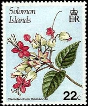 Clerodendrum thomsonae