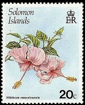 Hibiscus rosasinensis