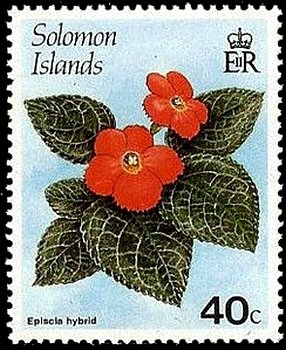 Episcia hybrid