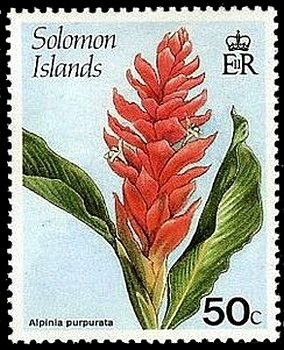 Alpinia purpurata