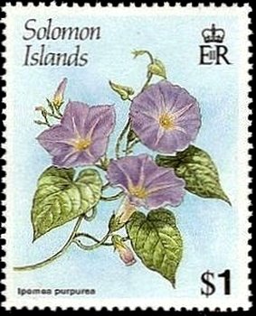 Ipomea purpurea