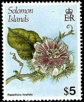 Passiflora foetida