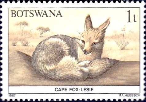 Cape Fox (Vulpes chama)