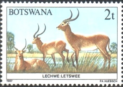 Lechwe
