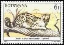 Rusty-spotted genet