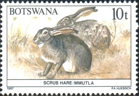 Scrub hare
