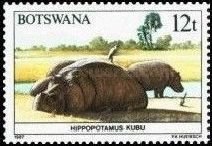 Hippopotamus (Hippopotamus amphibius)