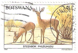 Steenbok