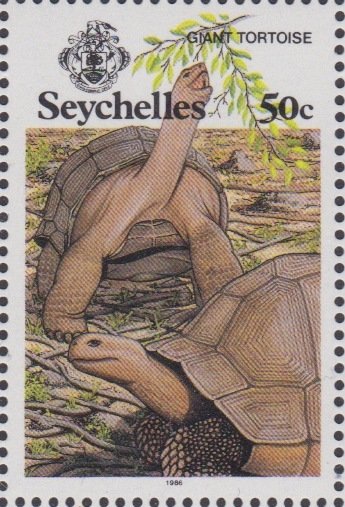 Aldabra Giant Tortoise (Aldabrachelys gigantea)