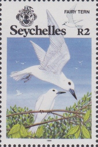 Fairy Tern (Sternula nereis)