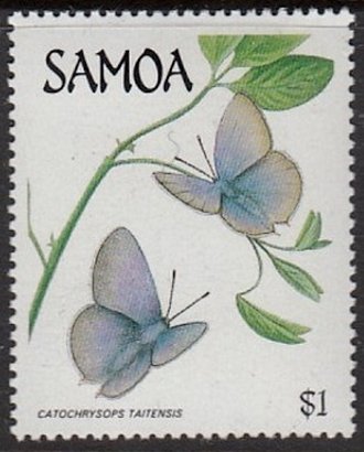 Lycaenid Butterfly (Catochrysops taitensis)