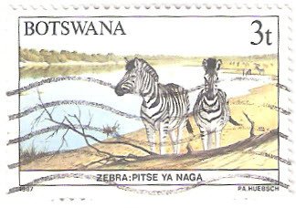 Zebra