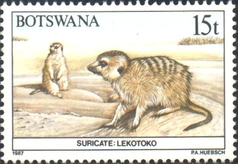 Suricate