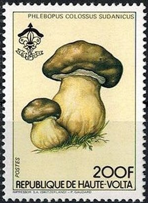 Phlebopus colossus sudanicus