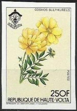 Cosmos sulphureus