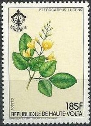Pterocarpus Lucens