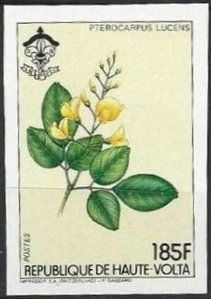 Pterocarpus Lucens