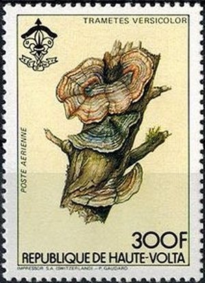 Trametes versicolor