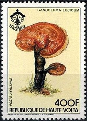 Ganoderma lucidum