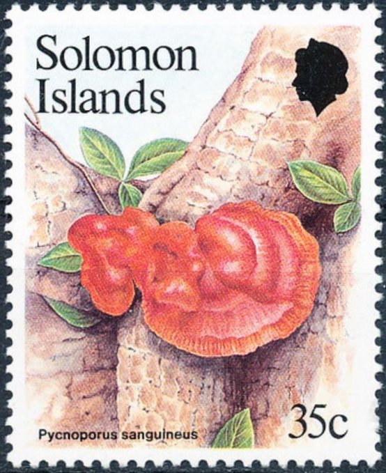 Pycnoporus sanguinius