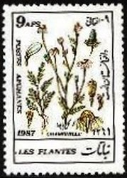Stamp, Chamomile, Afghanistan,  , Plants (Flora)