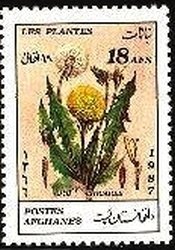 Dandelion