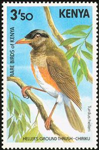 Stamp, Taita Thrush (Turdus helleri), Kenya,  , Birds, Animals (Fauna)
