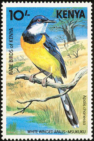 White-wiged Apalis (Apalis chariessa)