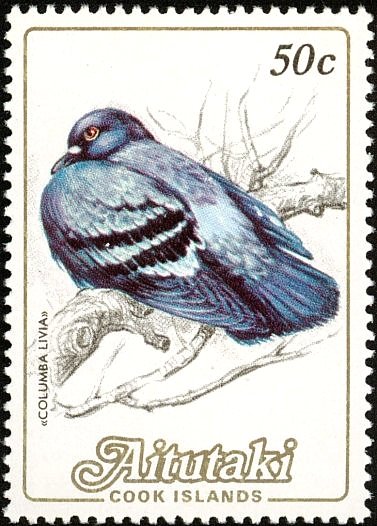 Rock Pigeon (Columba livia)