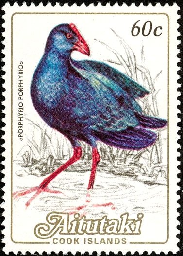 Purple Swamphen (Porphyrio porphyrio)