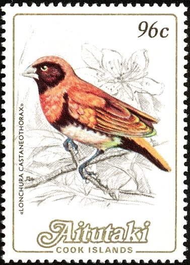 Chestnut-breasted Mannikin (Lonchura castaneothorax)