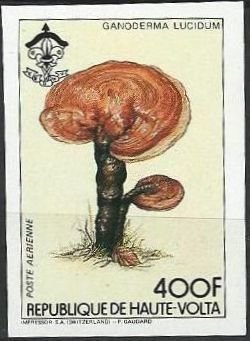 Ganoderma lucidum