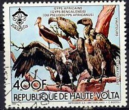 White-backed Vulture (Gyps africanus)