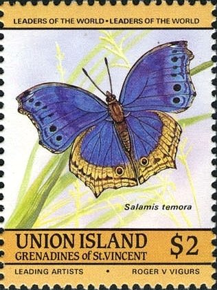 Blue Salamis Butterfly (Salamis temora)