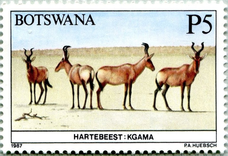 Hartebeest