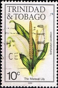 Stamp, Maraval Lily (Spathiphyllum cannifolium), Trinidad and Tobago,  , Flowers, Plants (Flora)